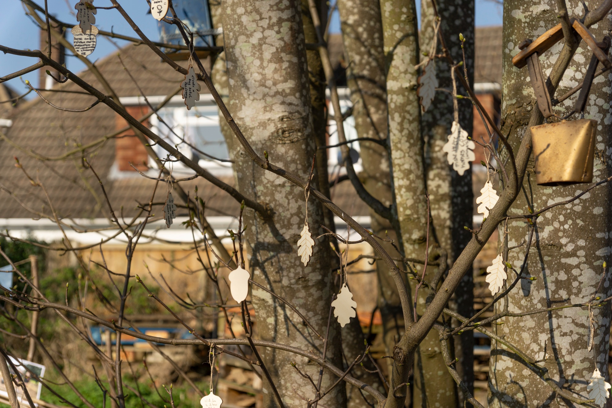 Nature pledges hung in the tree